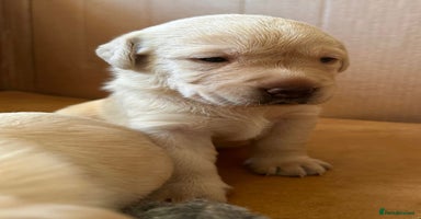 Labrador Retriever dogs - Advert 3