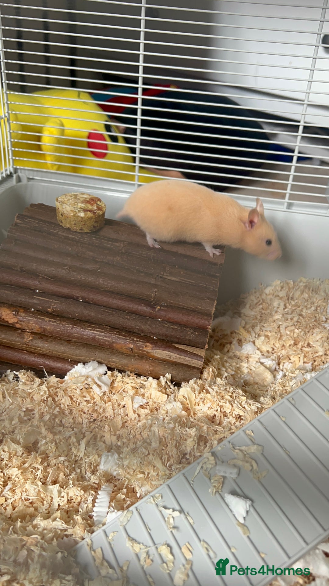 Hamster rodents for sale: Female hamster - ginger in colour  - Image 3