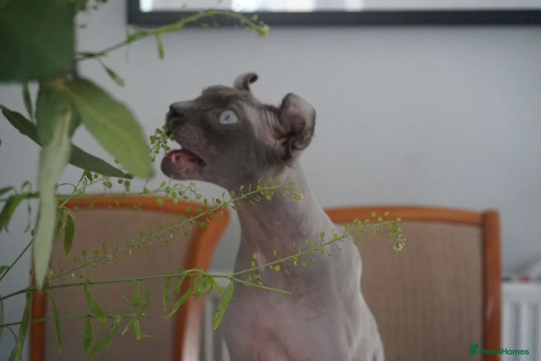 Sphynx cats for stud: Blue with white Elf for stud duty in Oldham - Advert 6