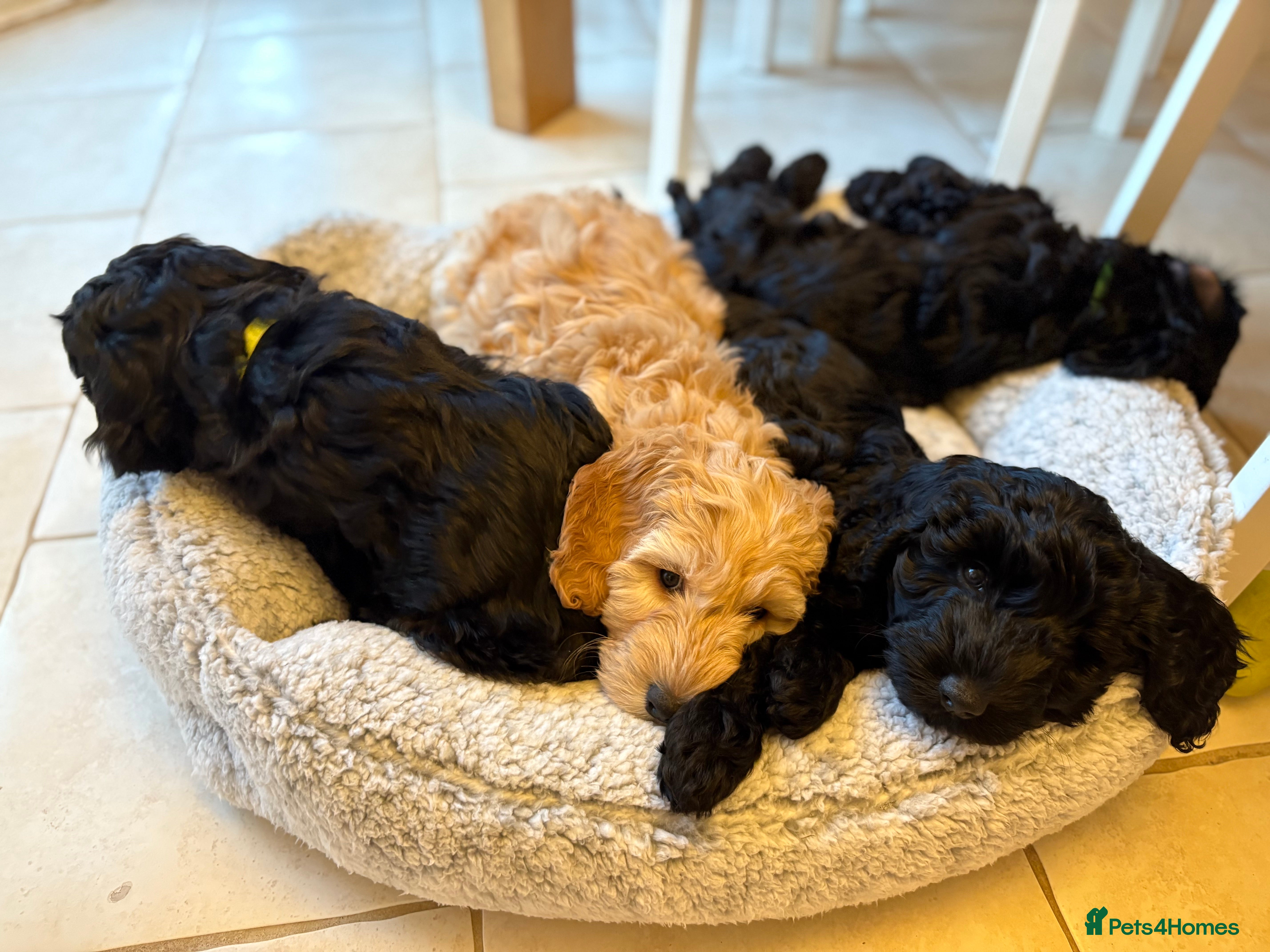 Australian Labradoodle dogs 5 Australian Labradoodle girls - Advert 1