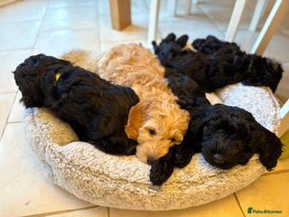 Australian Labradoodle dogs 5 Australian Labradoodle girls - Advert 5