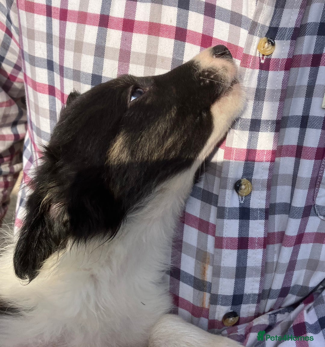 Border Collie dogs for sale: Pure border collies ready now  - Image 13