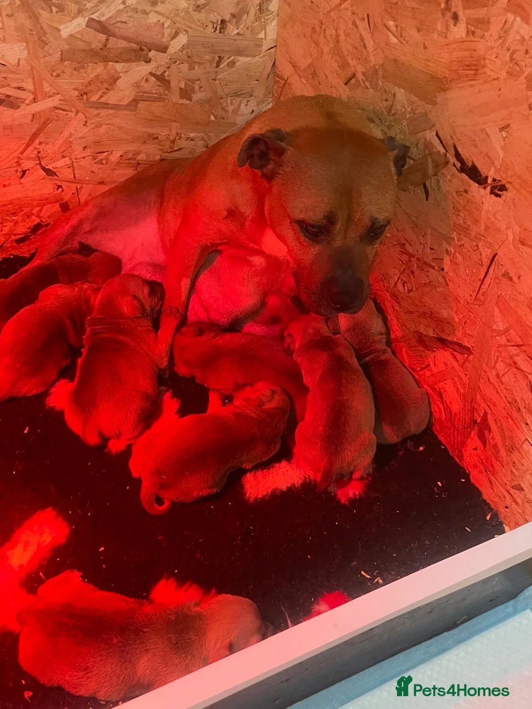 Staffordshire Bull Terrier dogs for sale: Staffordshire bull terrier pups  - Advert 4