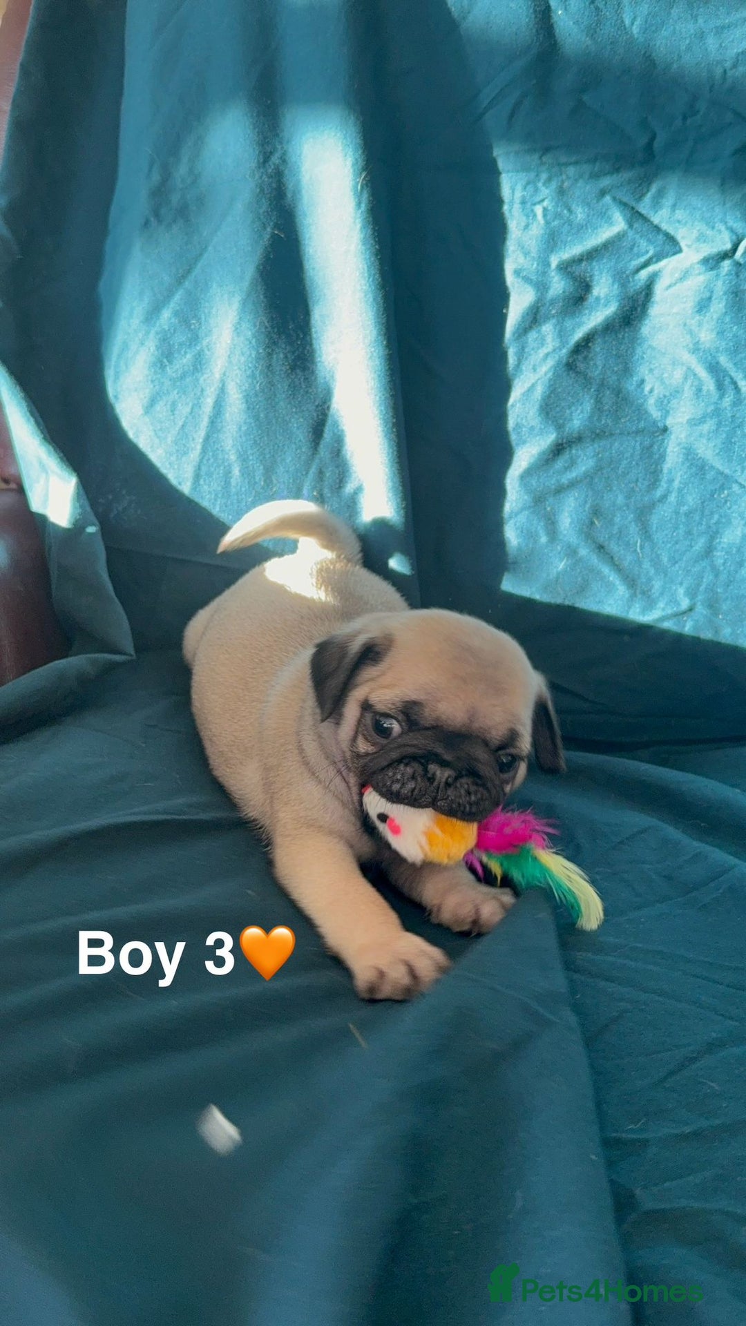 Pug dogs for sale: Stunning Fawn Pug KC Registered Litter - Image 7