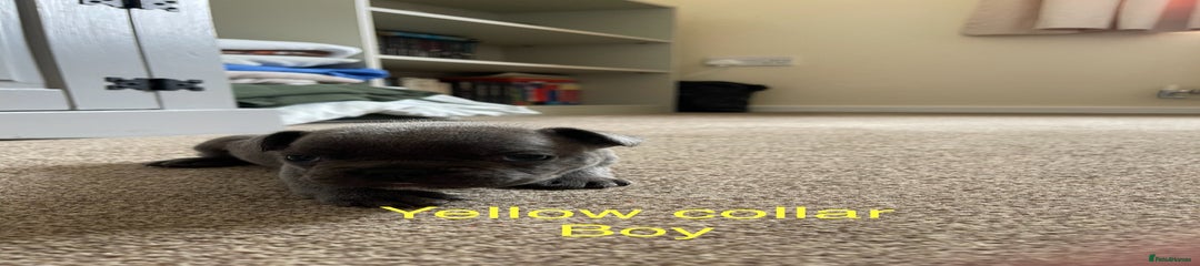 French Bulldog Puppy 2