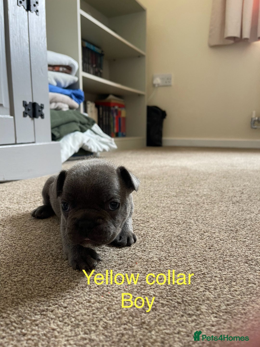 French Bulldog dogs for sale: French bulldog  - Image 12