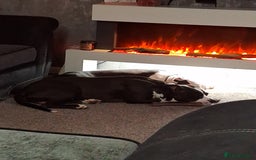 American Bull Staffy dogs for sale: Dodge  - Image 18