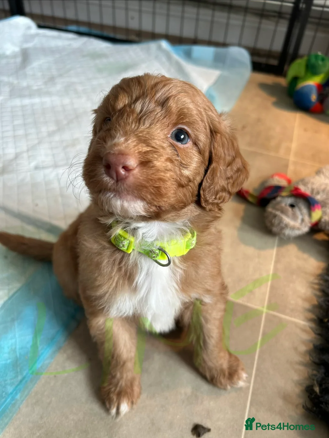 Mixed Breed dogs for sale: Red doodles - Advert 10