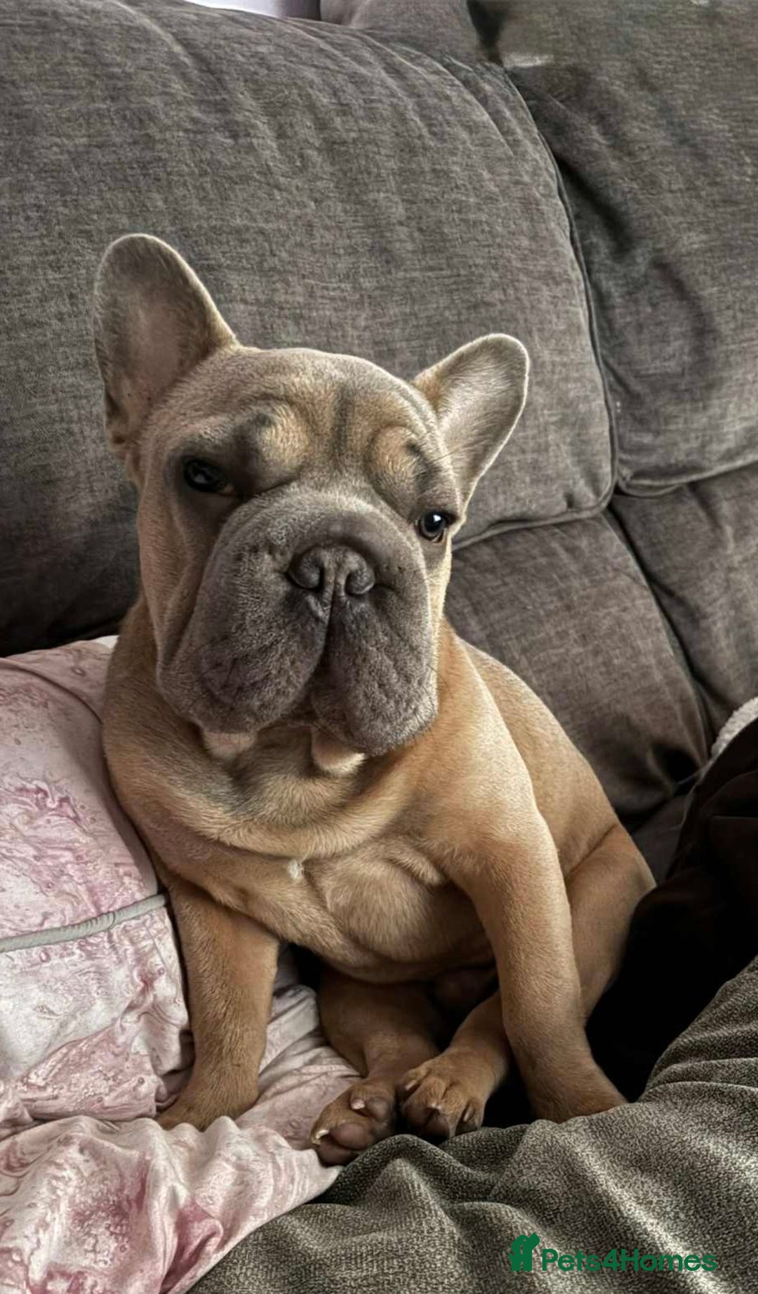 French Bulldog dogs for sale: Big rope Frenchie - Image 6
