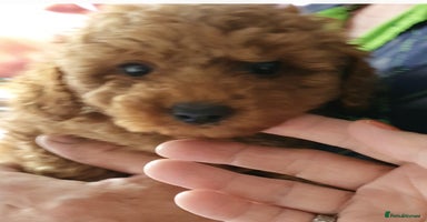 Toy Poodle dogs - Advert 12