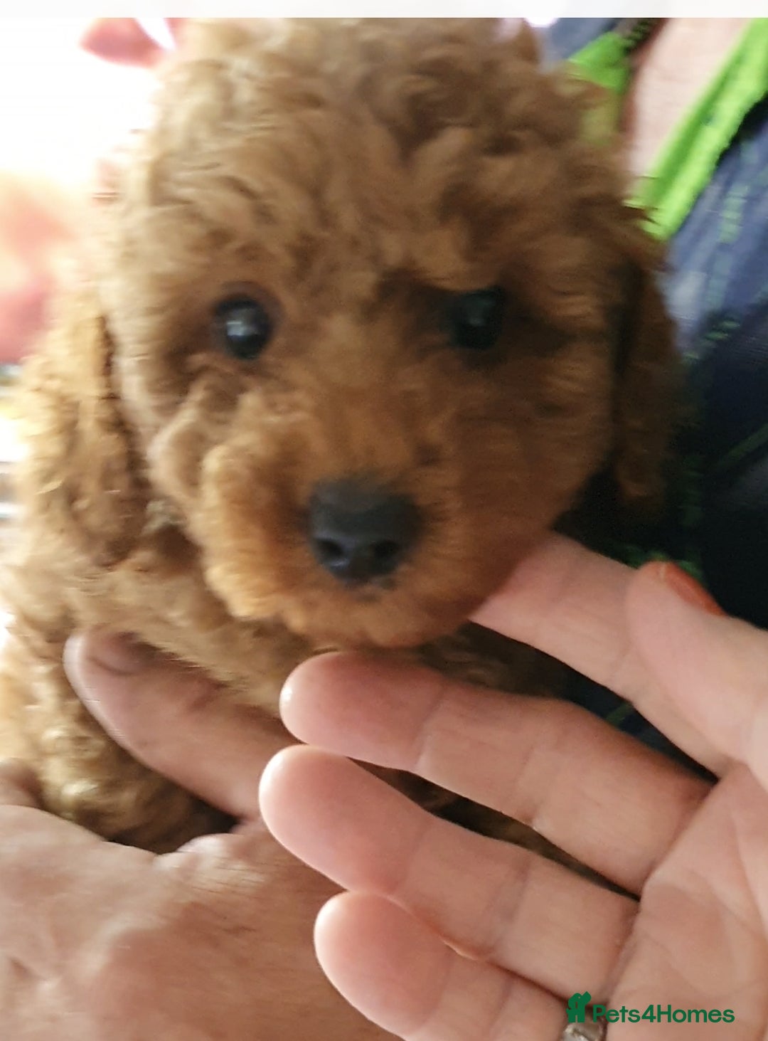 Toy Poodle dogs for sale: KC Toy Poodles, health tested, champion bloodline - Image 2