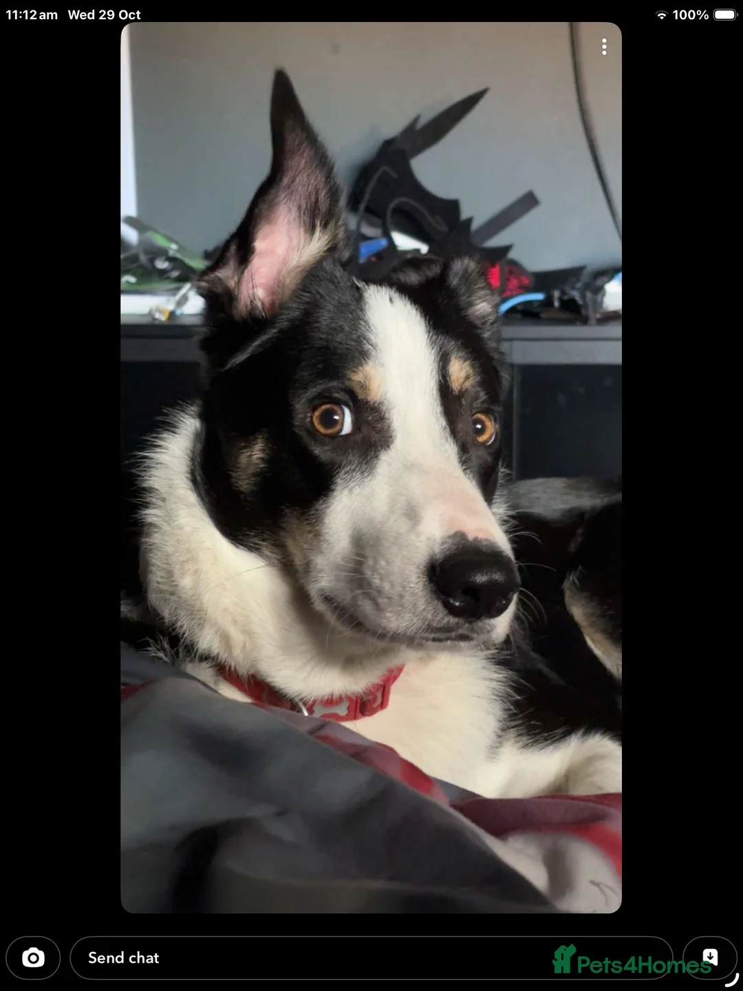 Border Collie dogs for sale: Border collie 1 yr old trained - Advert 2