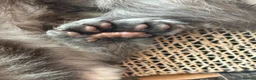 Maine Coon cats for sale: Tica registered 4 female mainecoons left,  polys - Advert 10