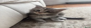 Tabby female 