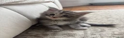 Maine Coon cats for sale:     ✨TICA Maine Coon Kittens | Licensed Breeder✨ - Advert 26