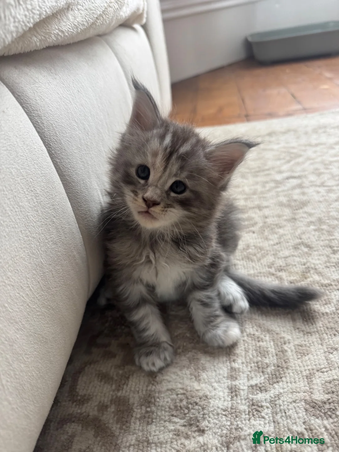 Maine Coon cats for sale:     ✨TICA Maine Coon Kittens | Licensed Breeder✨ - Advert 26