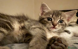 Mixed Breed cats for sale: 4 gorgeous tabby kittens - Image 10