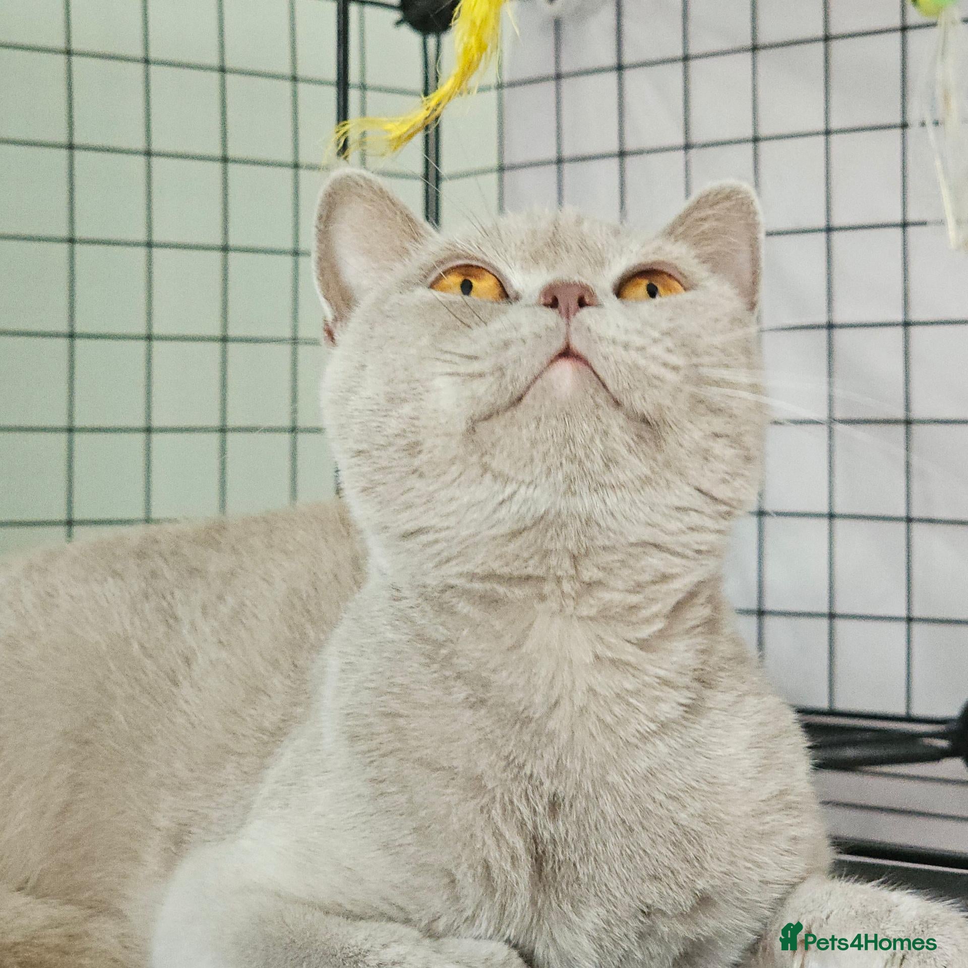 British Shorthair cats Beautiful girl GCCF registered - Advert 7
