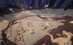 Lurcher dogs for sale: Saluki Lurcher  - Image 35