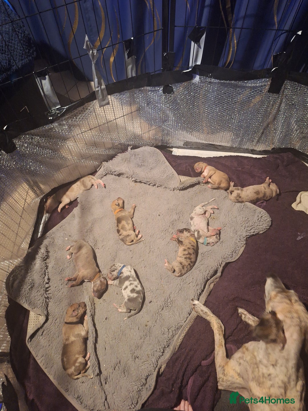 Lurcher dogs for sale: Saluki Lurcher  - Image 35