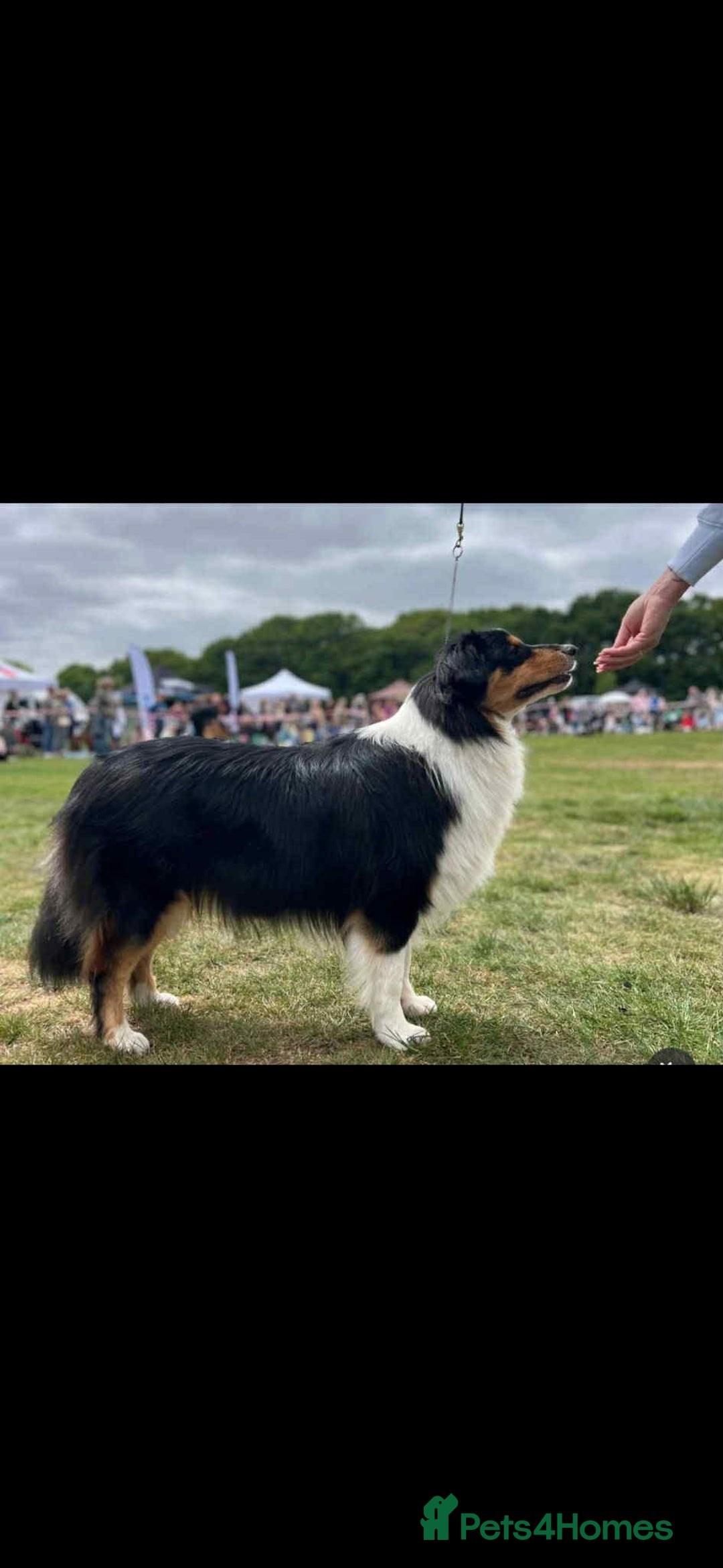 Australian Shepherd dogs for sale: Expected KC & health tested litter of Aussie pups - Advert 3