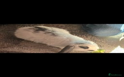 French Lop rabbits for sale: Both males (there brothers from the litter) - Image 4