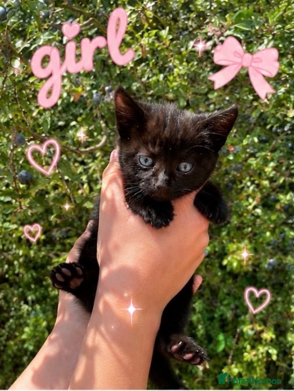 Mixed Breed cats Ready now - Advert 19