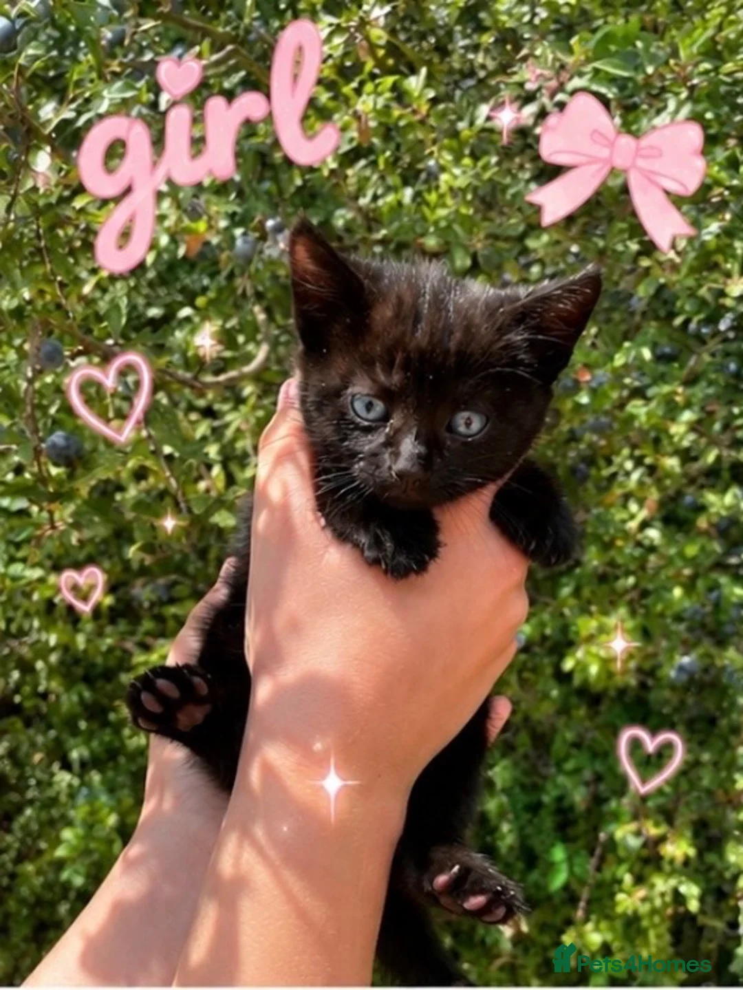 Mixed Breed cats for sale: Ready now in Ashford - Advert 5