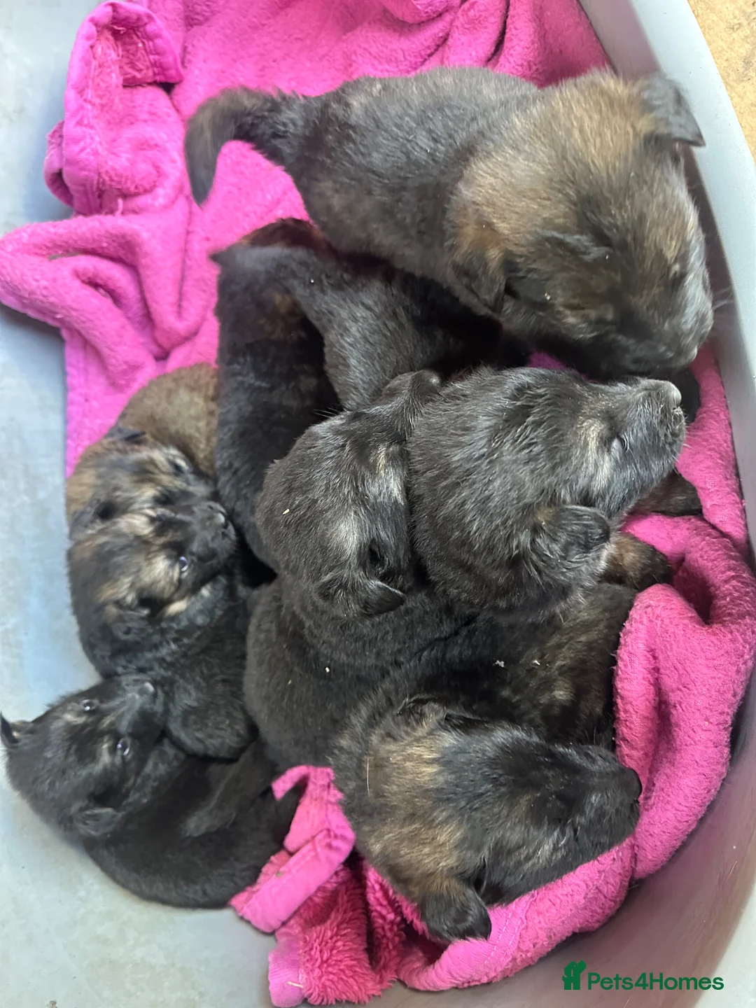 German Shepherd dogs for sale: German Shepherds straight back  - Advert 2