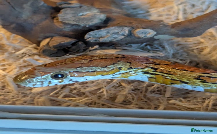 Corn Snake reptiles - Advert 12