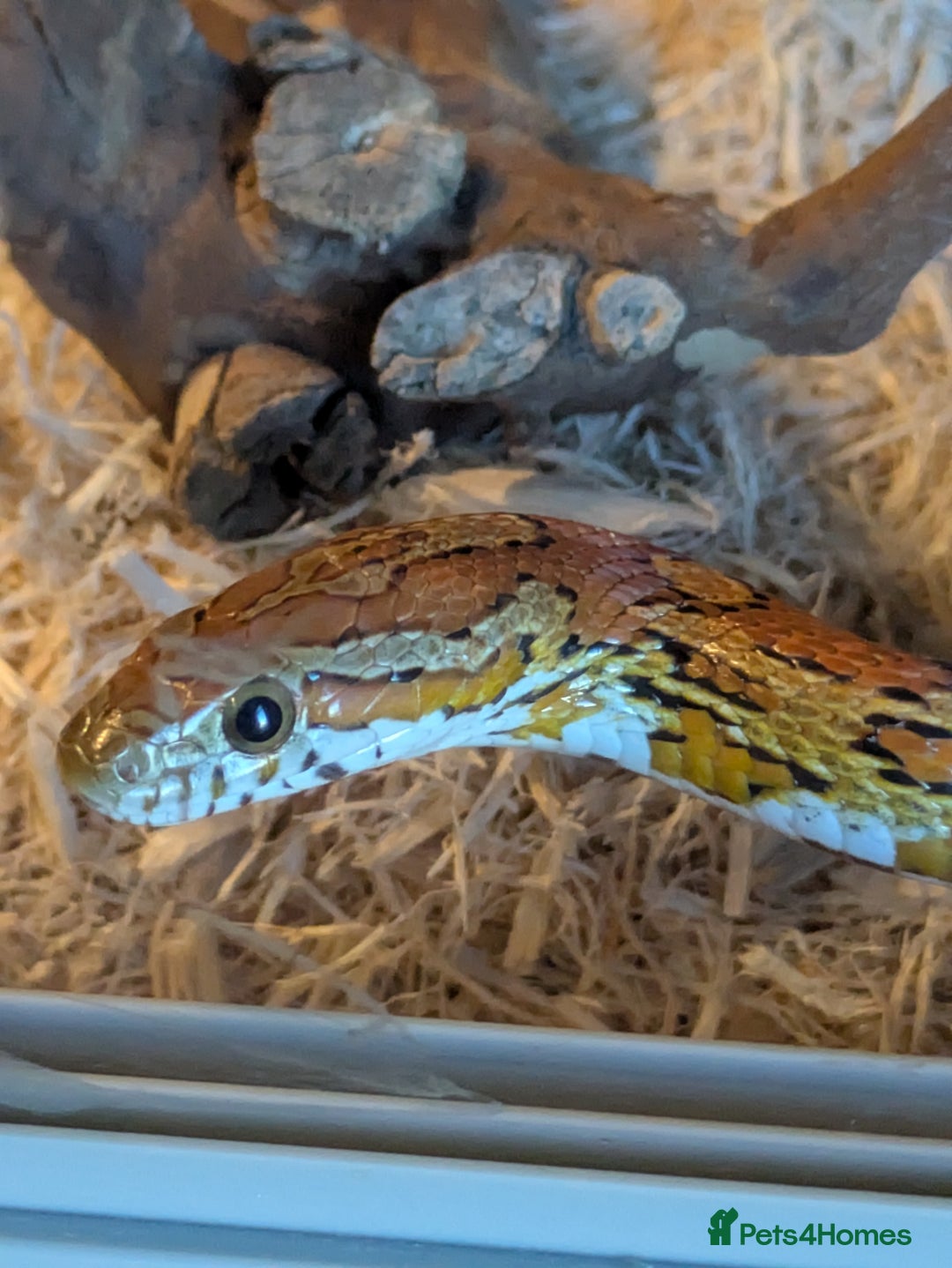 Corn Snake reptiles for sale: Frankie - Image 1