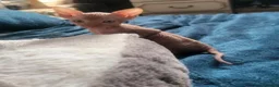 Sphynx cats for stud: 🐾 CHOCOLATE POINT BAMBINO STUD AVAILABLE 🐾 - Advert 17
