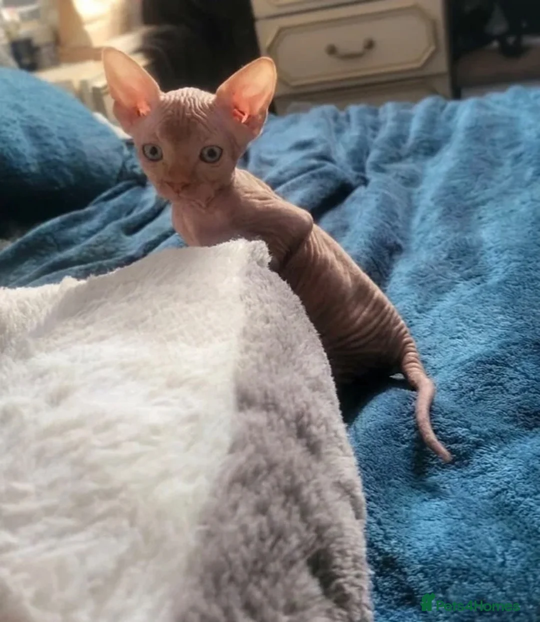 Sphynx cats for stud: 🐾 CHOCOLATE POINT BAMBINO STUD AVAILABLE 🐾 - Advert 17