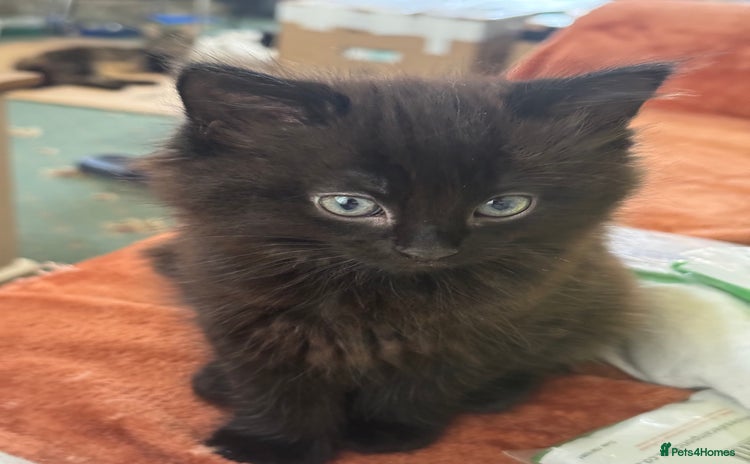 European cats - Advert 1