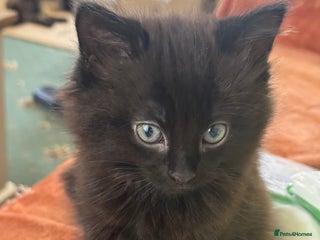 European cats - Advert 1