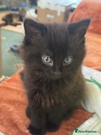 European cats - Advert 1