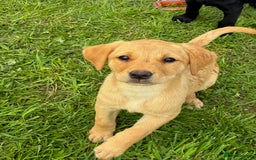 Labrador Retriever dogs for sale: KC registered fully health tested Labrador puppies in Biggar - Image 3