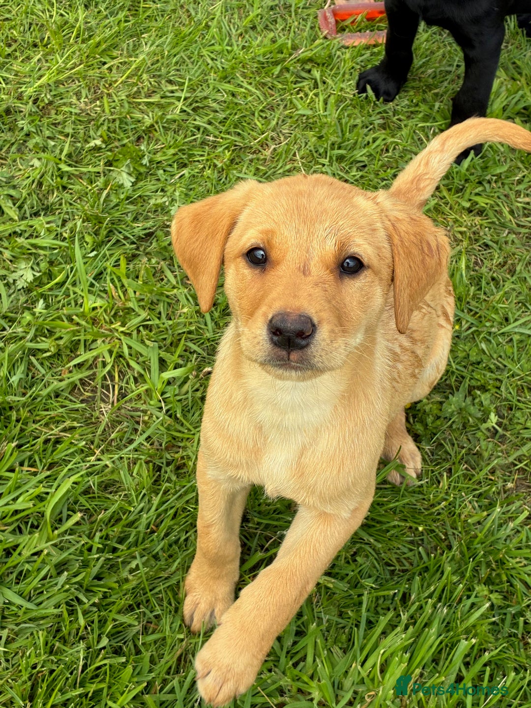 Labrador Retriever dogs for sale: KC registered fully health tested Labrador puppies in Biggar - Image 3
