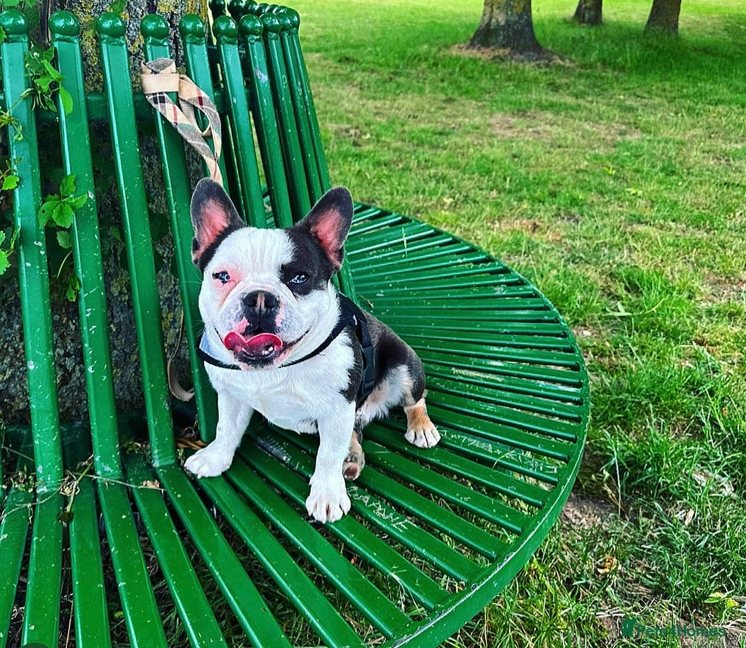 French Bulldog dogs for sale: Luxury full fluffy French bulldog  - Image 11