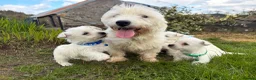 West Highland Terrier dogs for sale: Quality KC registered West Highland Terrier Pups - Advert 19