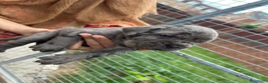 Cane Corso 4