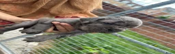 Cane Corso dogs for sale: Cane corso pups  - Advert 7