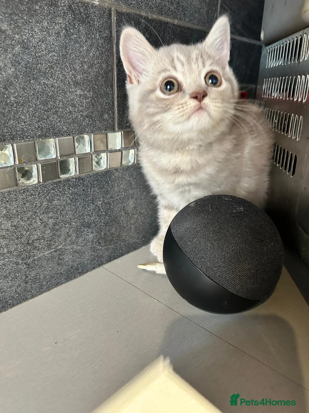 Scottish Fold cats for sale: Adorable Scottish Fold Kittens - Advert 8
