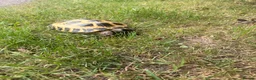 Tortoise reptiles for sale: Horsefield tortoise - Advert 7