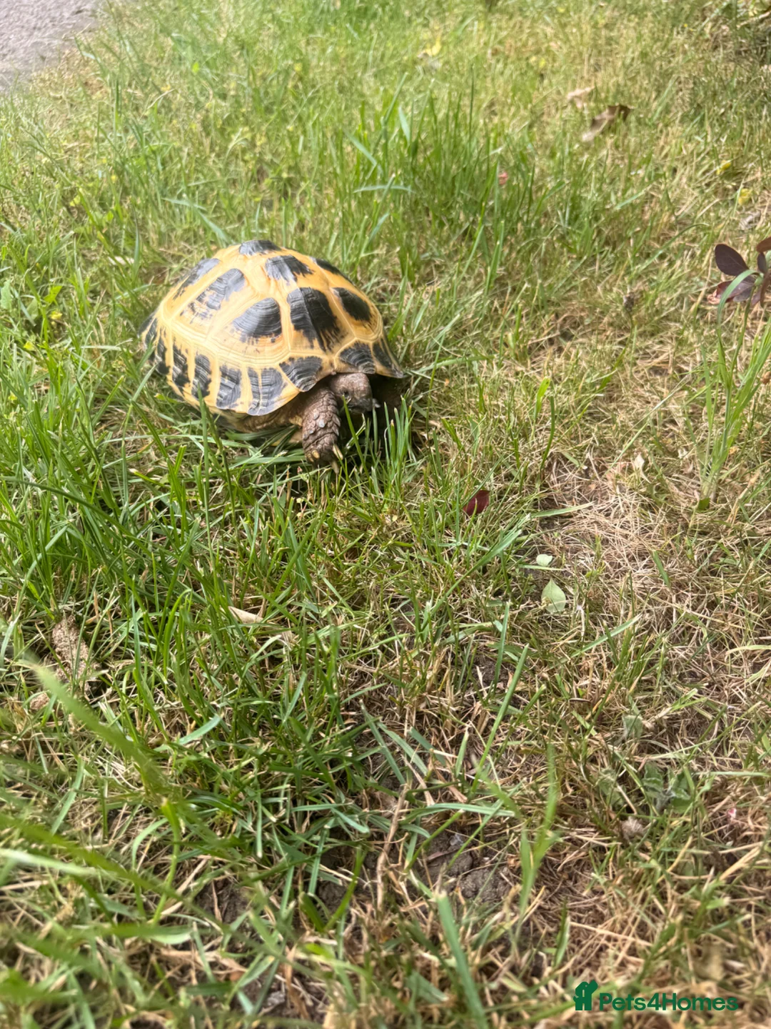 Tortoise reptiles for sale: Horsefield tortoise - Advert 7