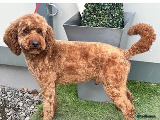 Miniature Poodle dogs 5 ⭐️ KC RED Stunning Miniature Poodle STUD in Prudhoe - Advert 17