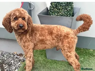 Miniature Poodle dogs 5 ⭐️ KC RED Stunning Miniature Poodle STUD in Prudhoe - Advert 2