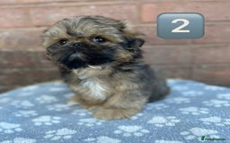 Shih Tzu dogs for sale: KC Registered Imperial Shih Tzu boys.  - Image 6