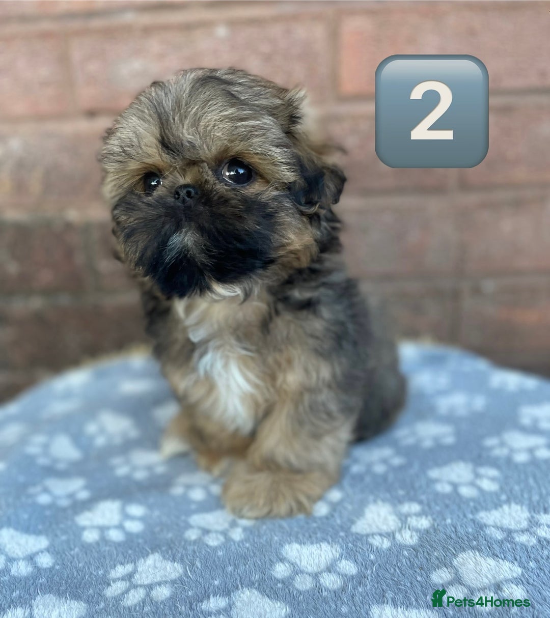 Shih Tzu dogs for sale: KC Registered Imperial Shih Tzu boys.  - Image 6