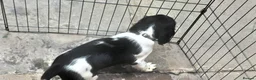English Springer Spaniel dogs for sale: ESS Puppy (Black & White Bitch) – Ready to Leave - Advert 7